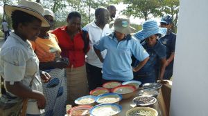 Assessing local diversity in the Chibika Community seedbank, Zimbabwe 