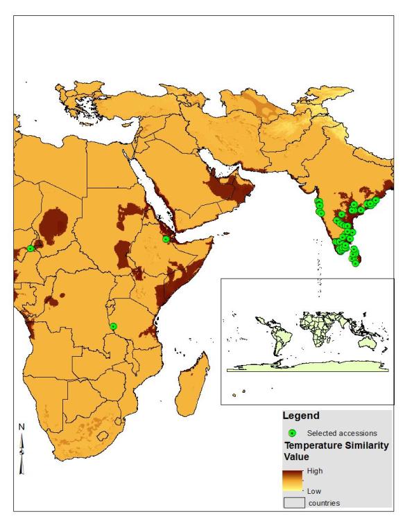 Figure 2: Map showing areas with similar temperatures (minimum and maximum) in 2050 and the selected accessions from those areas (using DIVA-GIS crop suitability modelling).