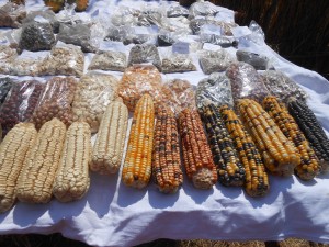 Maize varieties at the community seed fair in Chikankata, Zambia