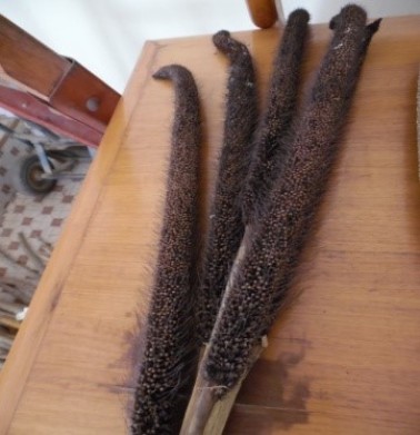 Traditional millet variety