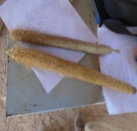 Traditional millet variety